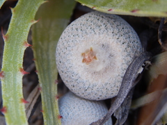 Epithelantha bokei