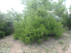 Forestiera pubescens pubescens