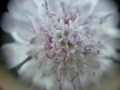 Scabiosa praemontana