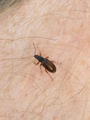 Phyllobius oblongus