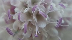 Scabiosa praemontana