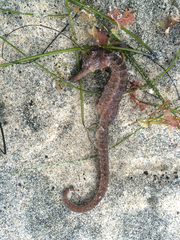 Hippocampus ingens