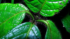 Cordia nodosa