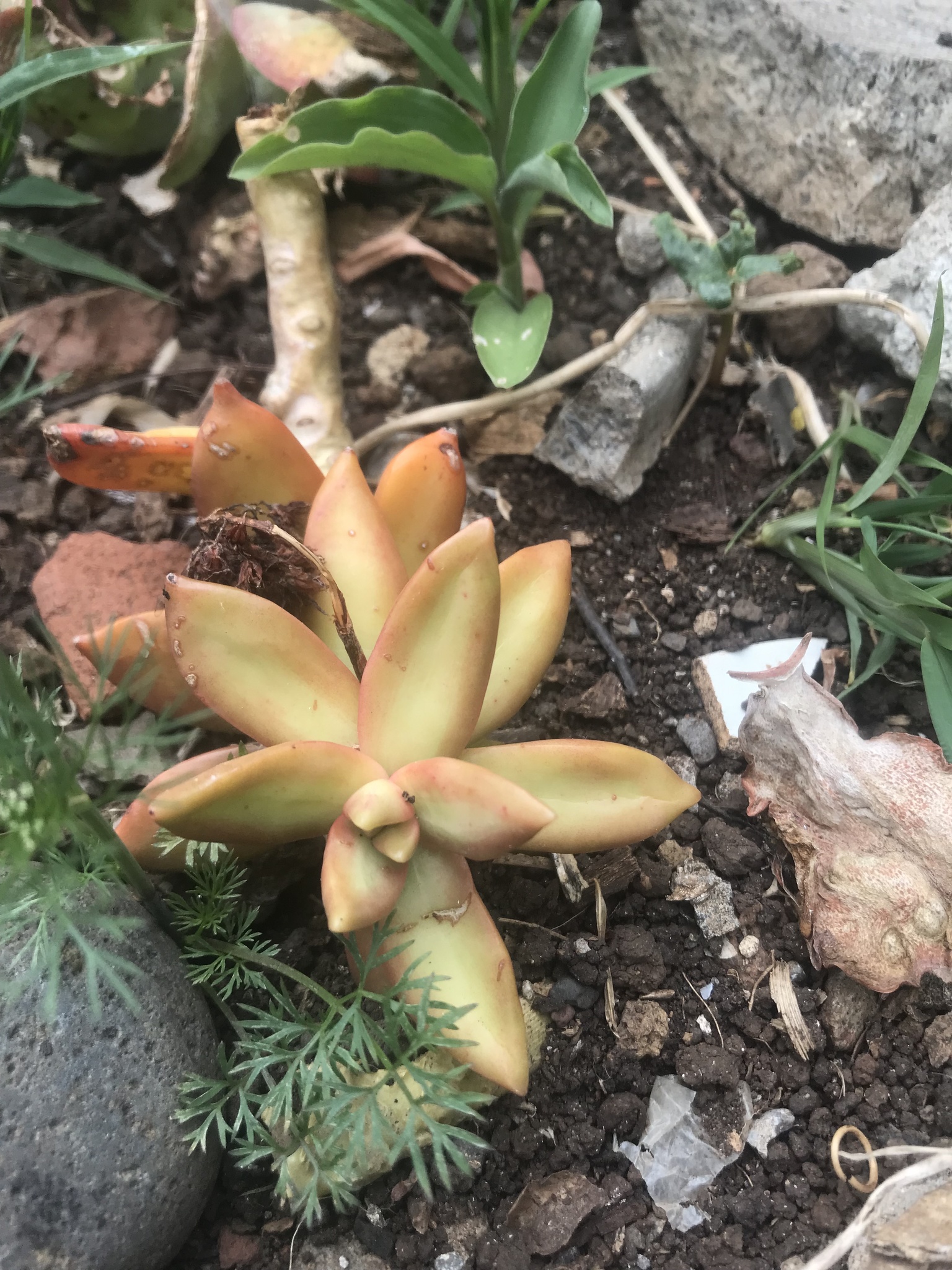 Imagem de Sedum rubrotinctum