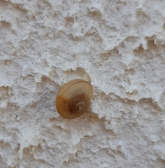 Bradybaena similaris