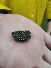Spotted Red-Belly Toad photo 4