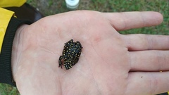 Spotted Red-Belly Toad photo 3