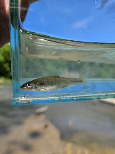 Bigmouth shiner (Notropis dorsalis) — Cyprinidae — 5