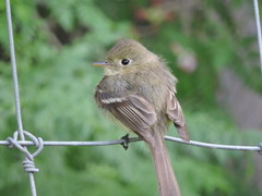 Empidonax difficilis