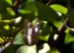 Charaxes baumanni selousi