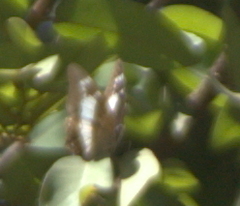 Charaxes baumanni selousi
