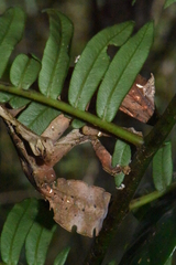 Uroplatus phantasticus