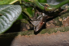 Uroplatus phantasticus