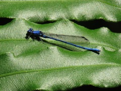 Argia anceps