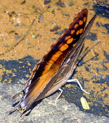 Charaxes guderiana guderiana