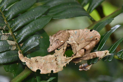 Uroplatus phantasticus