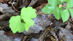 Cardamine diphylla