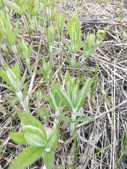 Veronicastrum virginicum