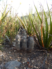 Mammillaria pottsii