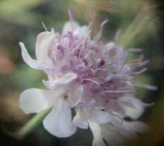 Scabiosa praemontana