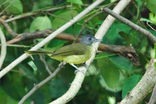 Grey-headed Bristlebill (Bleda canicapillus), photo 3