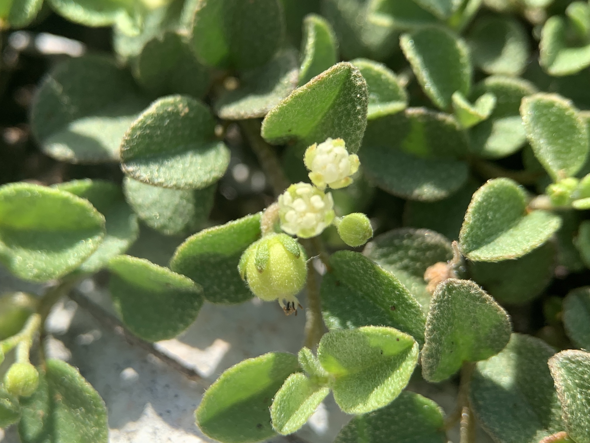 Croton microcarpus (Croton microcarpus)