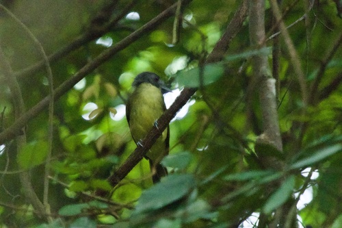 Grey-headed Bristlebill (Bleda canicapillus), photo 5