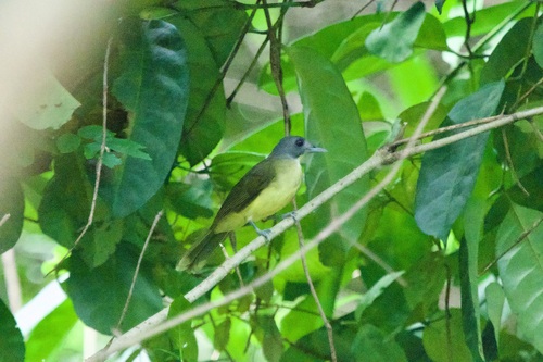 Grey-headed Bristlebill (Bleda canicapillus), photo 3
