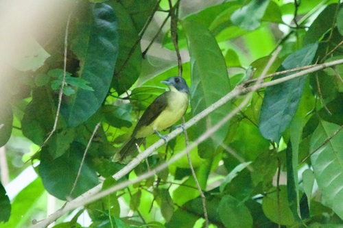 Grey-headed Bristlebill (Bleda canicapillus), photo 6