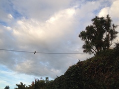 Hemiphaga novaeseelandiae