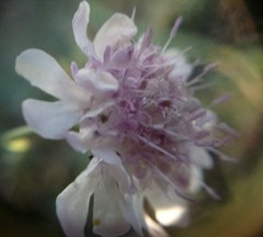 Scabiosa praemontana