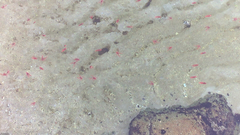 Grimothea planipes