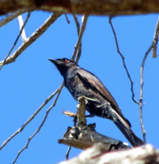 Dicrurus adsimilis fugax