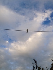 Hemiphaga novaeseelandiae