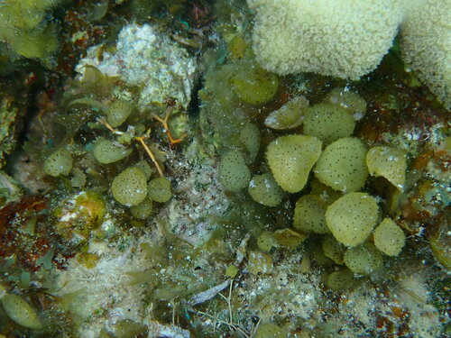 Turbinaria tricostata observed 2024-05-18