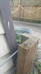 Acanthocephala declivis