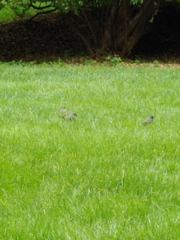 Dumetella carolinensis