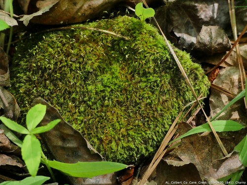 Homomallium adnatum observed 2024-04-30