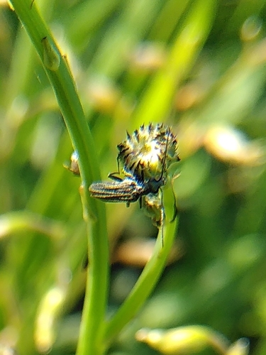 Oedemera lurida, 1024 JC Amsterdam, Nederland, photo 7 of 10