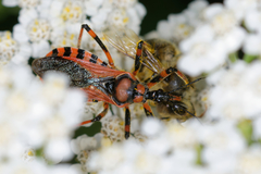Rhynocoris iracundus