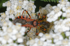 Rhynocoris iracundus