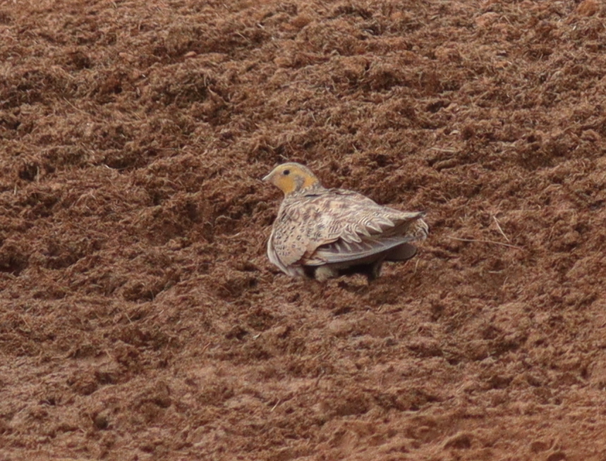Pallas's Sandgrouse (Syrrhaptes paradoxus), photo 6