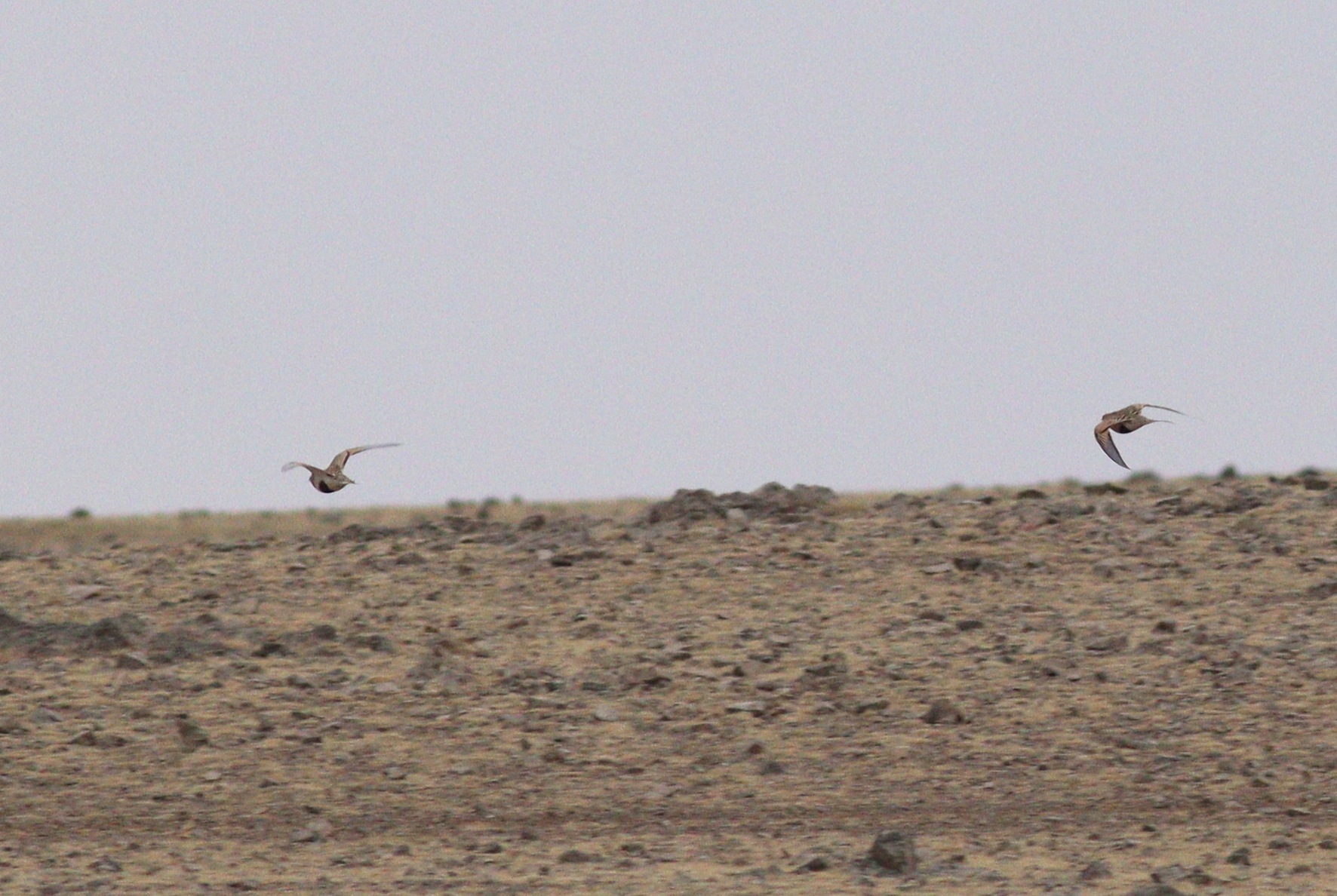 Pallas's Sandgrouse (Syrrhaptes paradoxus), photo 5