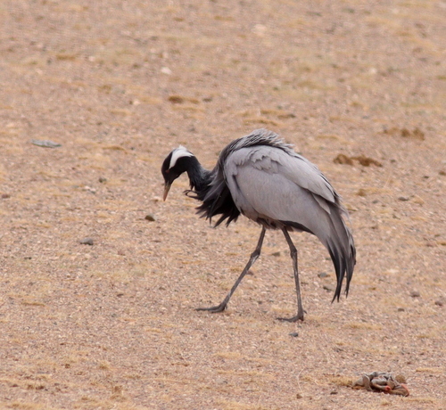 Demoiselle Crane (Grus virgo)
