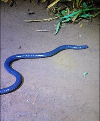 Siphonops