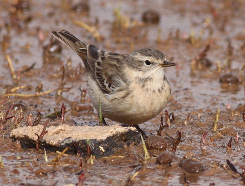 Water Pipit (Anthus spinoletta)