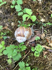 Helix pomatia