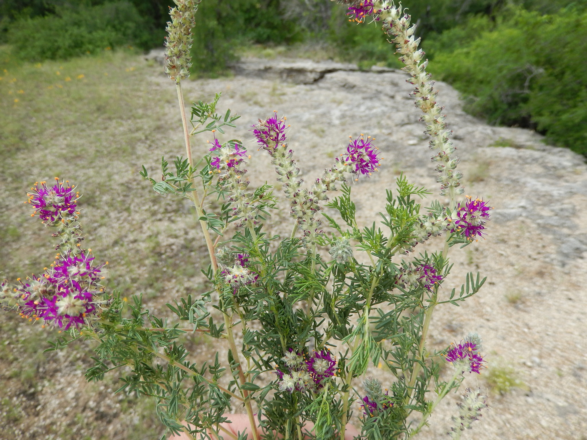 Dalea reverchonii