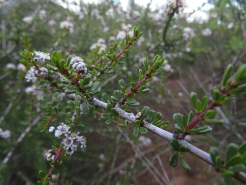 Image of Ceanothus ophiochilus by no rights reserved
