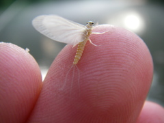 Ephemerella dorothea